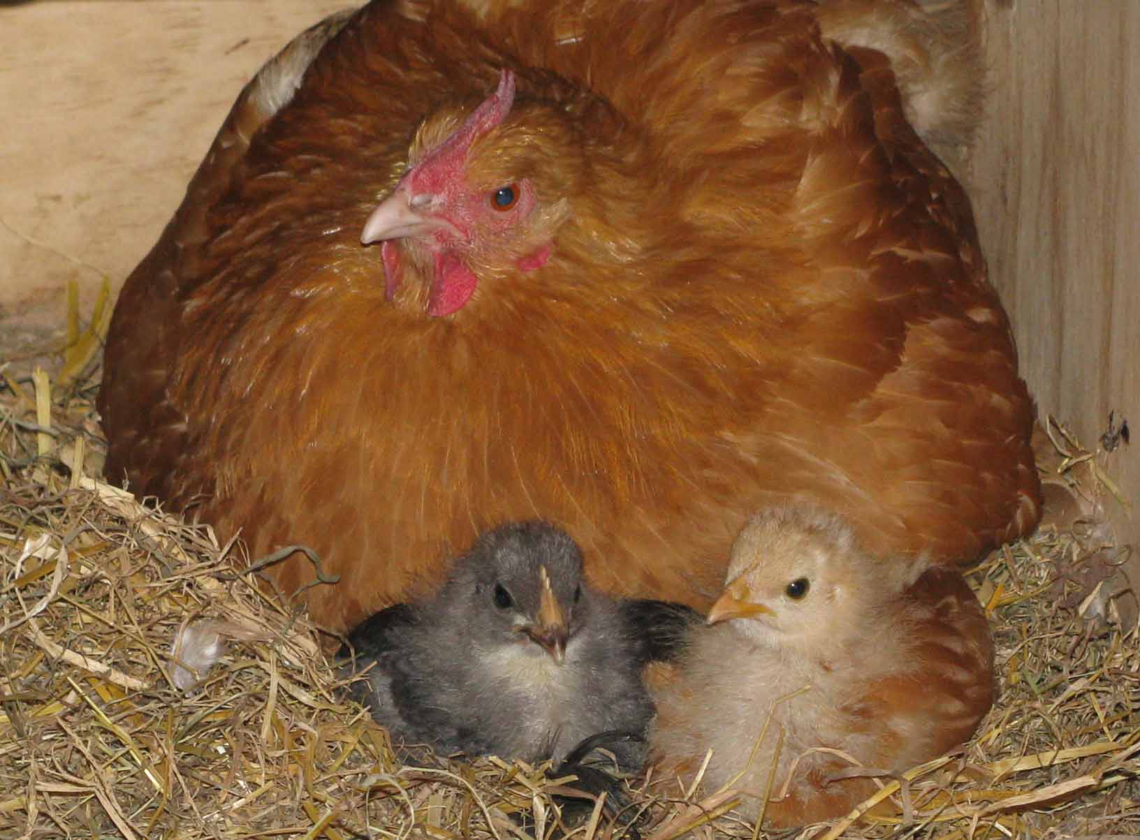Chicken and chicks